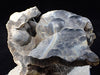 Agatized Coral – Fossilized Silica Beauty from Florida