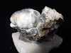 Agatized Coral – Fossilized Silica Beauty from Florida